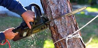 How Our Tree Care Process Works  in  Wallace, NC